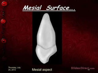 Mesial Surface….
Thursday, July
25, 2013 11Mesial aspect
 