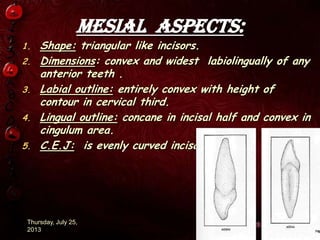 Mesial Aspects:
1. Shape: triangular like incisors.
2. Dimensions: convex and widest labiolingually of any
anterior teeth .
3. Labial outline: entirely convex with height of
contour in cervical third.
4. Lingual outline: concane in incisal half and convex in
cingulum area.
5. C.E.J: is evenly curved incisally.
Thursday, July 25,
2013 12
 