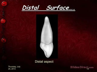 Distal Surface….
Thursday, July
25, 2013 13
Distal aspect
 