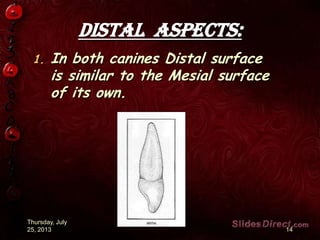 Distal aspects:
1. In both canines Distal surface
is similar to the Mesial surface
of its own.
Thursday, July
25, 2013 14
 