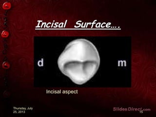 Incisal Surface….
Thursday, July
25, 2013 15
Incisal aspect
 