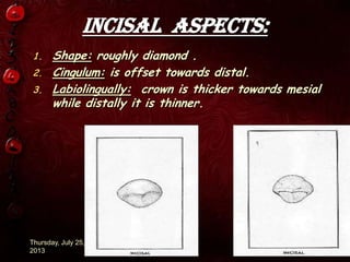 Incisal aspects:
1. Shape: roughly diamond .
2. Cingulum: is offset towards distal.
3. Labiolingually: crown is thicker towards mesial
while distally it is thinner.
Thursday, July 25,
2013 16
 