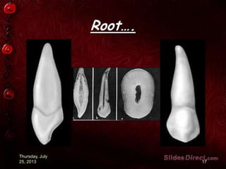 Root….
Thursday, July
25, 2013 17
 