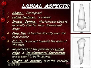Labial aspects:
1. Shape: Pentagonal.
2. Labial Surface: is convex.
3. Incisal Outline: Mesioincisal slope is
generally shorter than distoincisal
slope.
4. Cusp Tip: is located directly over the
root center.
5. C.E.J: is curved towards the apex of
the root.
6. Regardless of the prominency Labial
ridge & Developmental depressions
are present in both canines.
7. Height of contour: is in the cervical
third.
Thursday, July
25, 2013 8
 
