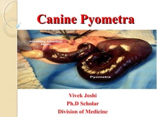 Canine PyometraCanine Pyometra
Vivek Joshi
Ph.D Scholar
Division of Medicine
 