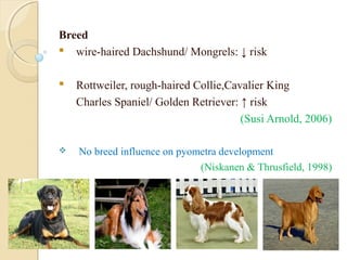 Breed
 wire-haired Dachshund/ Mongrels: ↓ risk
 Rottweiler, rough-haired Collie,Cavalier King
Charles Spaniel/ Golden Retriever: ↑ risk
(Susi Arnold, 2006)
 No breed influence on pyometra development
(Niskanen & Thrusfield, 1998)
 