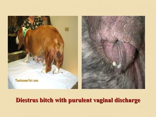 Diestrus bitch with purulent vaginal dischargeDiestrus bitch with purulent vaginal discharge
 