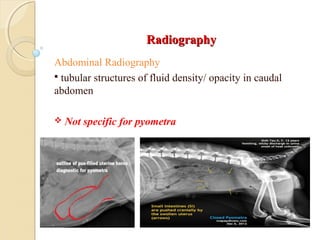 RadiographyRadiography
Abdominal Radiography
 tubular structures of fluid density/ opacity in caudal
abdomen
 Not specific for pyometra
 