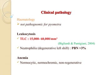 Clinical pathologyClinical pathology
Haematology
 not pathognomic for pyometra
Leukocytosis
 TLC : 15,000- 60,000/mm³
(Bigliardi & Pamigiani, 2004)
 Neutrophilia (degenerative left shift) : PBN >3%
Anemia
 Normocytic, normochromic, non-regenerative
 