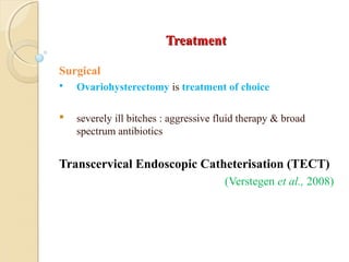 TreatmentTreatment
Surgical
 Ovariohysterectomy is treatment of choice
 severely ill bitches : aggressive fluid therapy & broad
spectrum antibiotics
Transcervical Endoscopic Catheterisation (TECT)
(Verstegen et al., 2008)
 