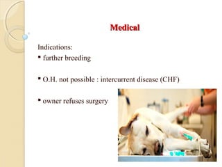 MedicalMedical
Indications:
 further breeding
 O.H. not possible : intercurrent disease (CHF)
 owner refuses surgery
 