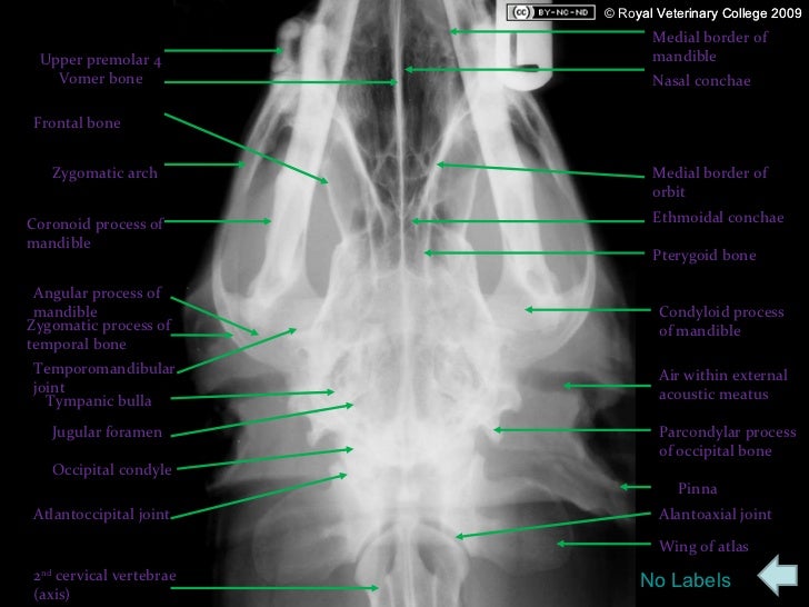 Canine radiographs