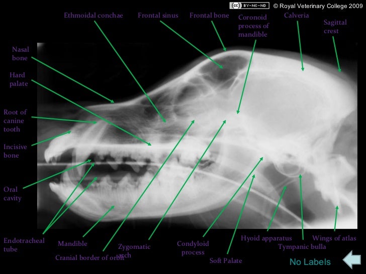 Lateral view of skull with labels