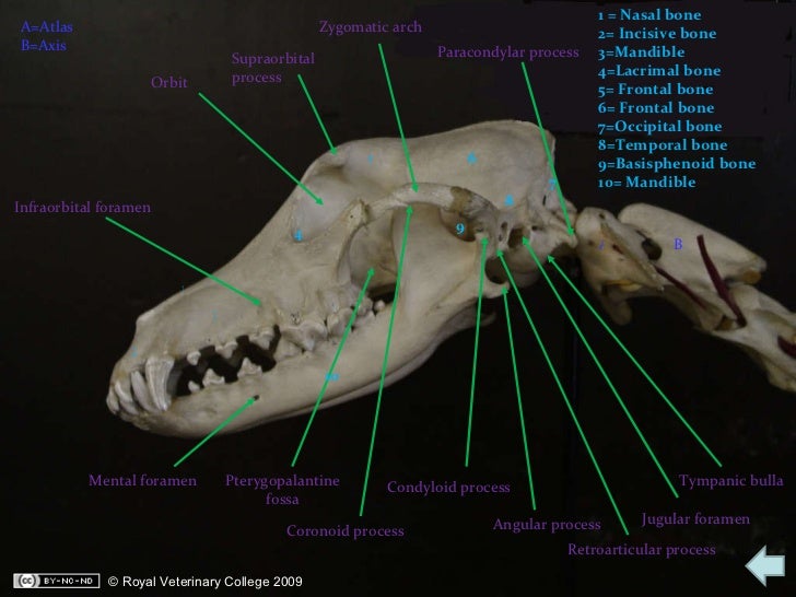 Canine radiographs petrous apex diagram 