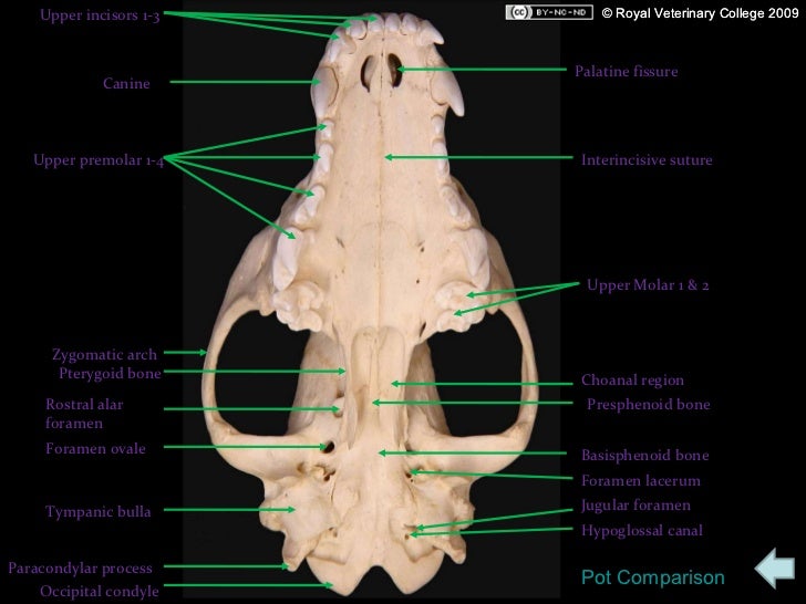 Canine radiographs