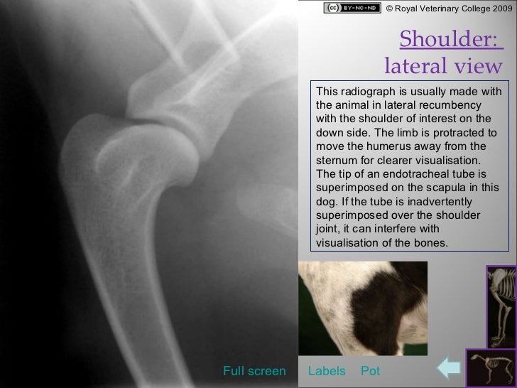 Canine Radiographs
