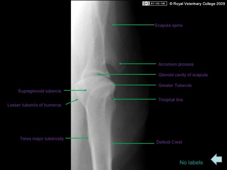 of parts humerus Canine radiographs
