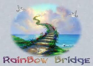 Canine rainbow bridge