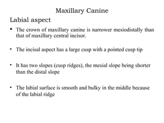 Canines | PPT