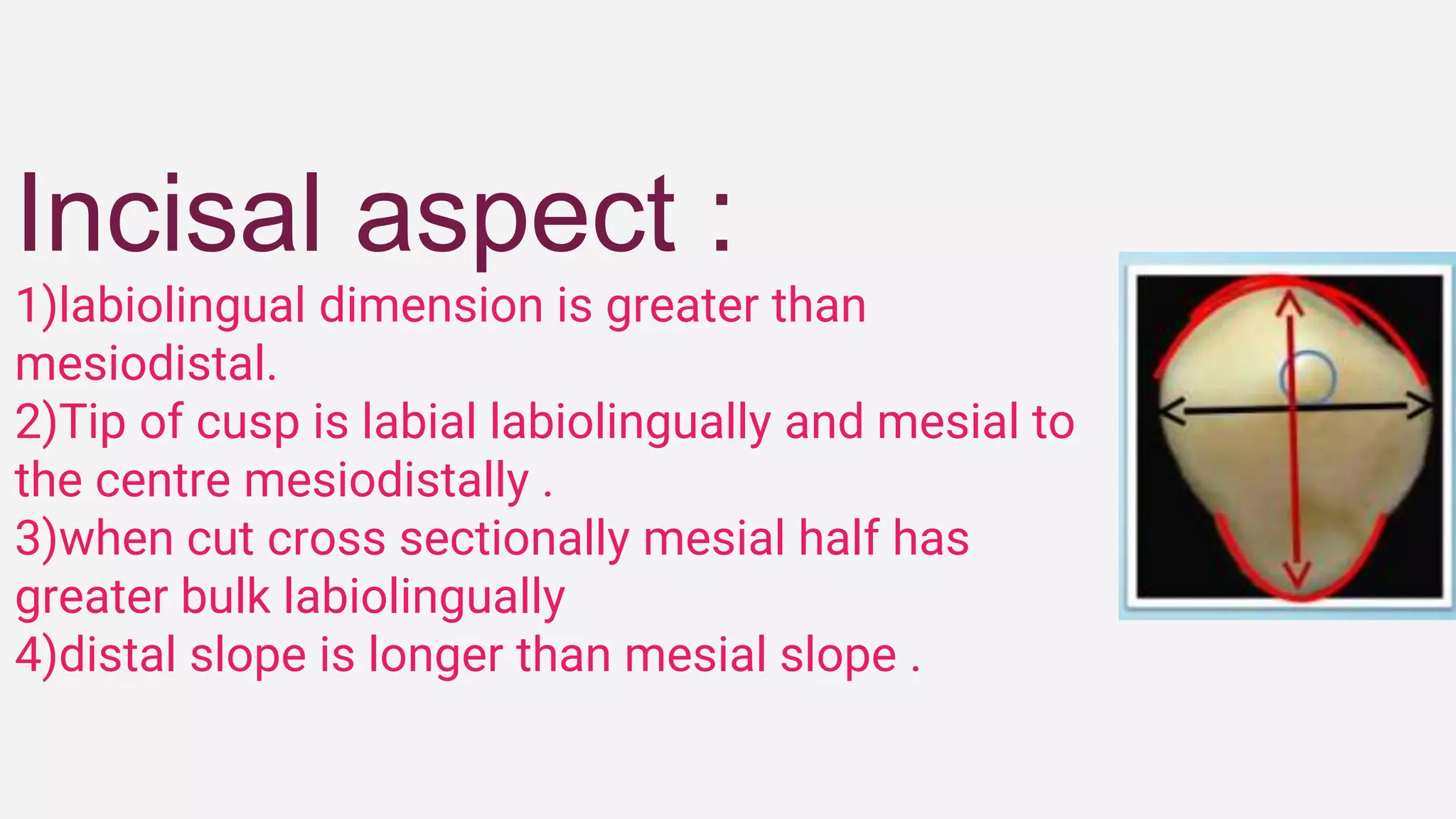 Incisal aspect :
1)labiolingual dimension is greater than
mesiodistal.
2)Tip of cusp is labial labiolingually and mesial to
the centre mesiodistally .
3)when cut cross sectionally mesial half has
greater bulk labiolingually
4)distal slope is longer than mesial slope .
 
