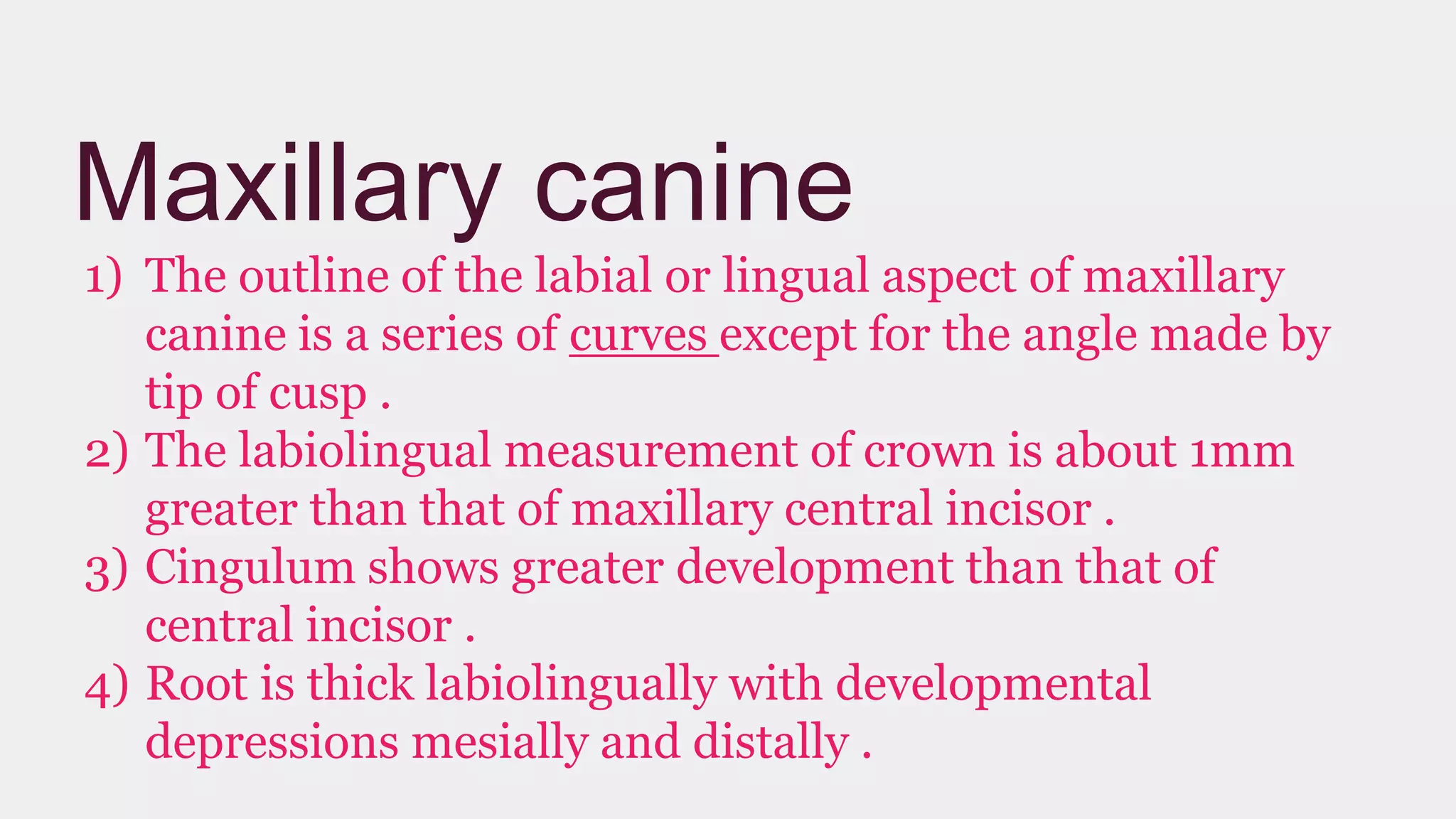 Maxillary canine
1) The outline of the labial or lingual aspect of maxillary
canine is a series of curves except for the angle made by
tip of cusp .
2) The labiolingual measurement of crown is about 1mm
greater than that of maxillary central incisor .
3) Cingulum shows greater development than that of
central incisor .
4) Root is thick labiolingually with developmental
depressions mesially and distally .
 