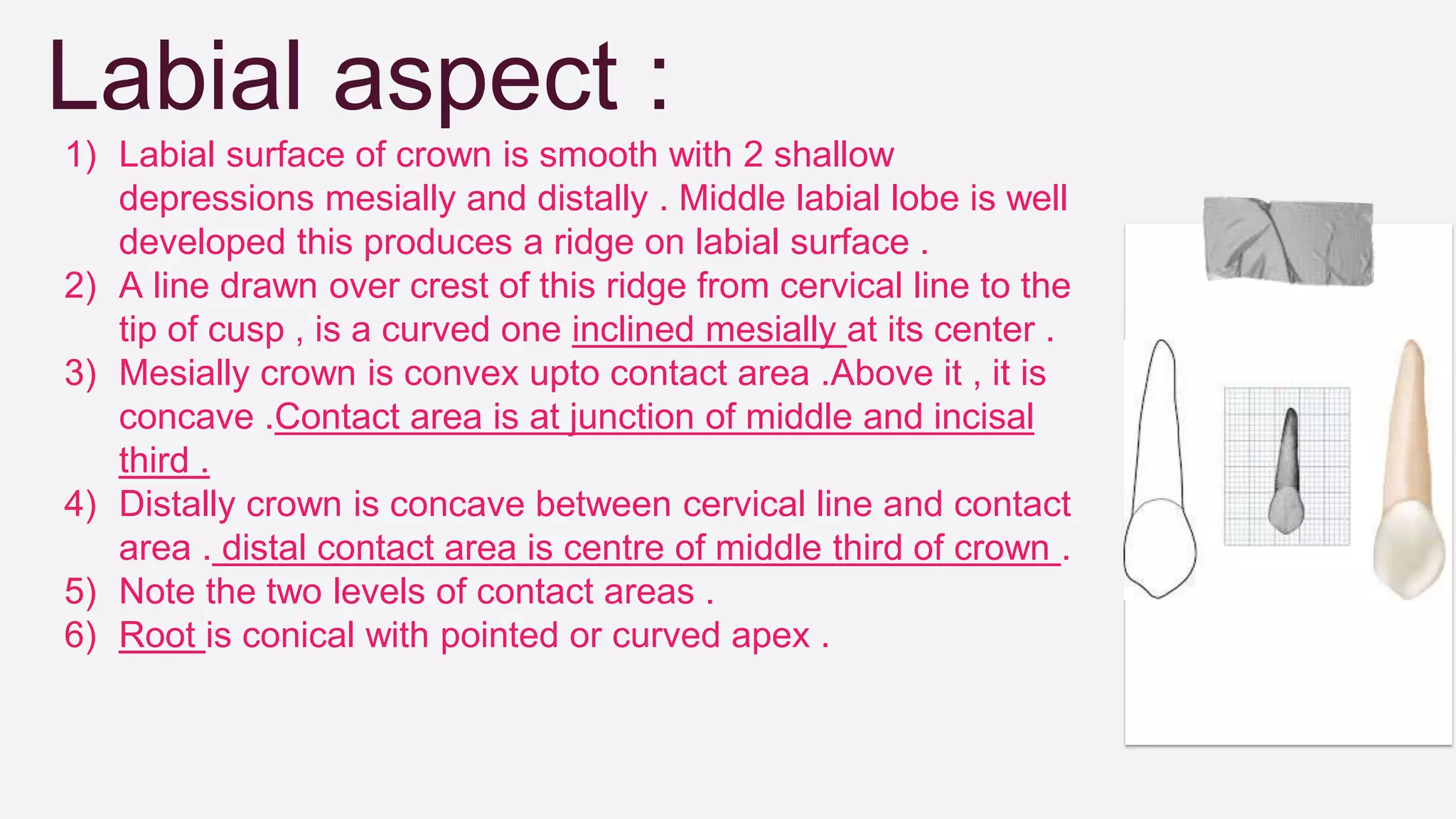 Labial aspect :
1) Labial surface of crown is smooth with 2 shallow
depressions mesially and distally . Middle labial lobe is well
developed this produces a ridge on labial surface .
2) A line drawn over crest of this ridge from cervical line to the
tip of cusp , is a curved one inclined mesially at its center .
3) Mesially crown is convex upto contact area .Above it , it is
concave .Contact area is at junction of middle and incisal
third .
4) Distally crown is concave between cervical line and contact
area . distal contact area is centre of middle third of crown .
5) Note the two levels of contact areas .
6) Root is conical with pointed or curved apex .
 