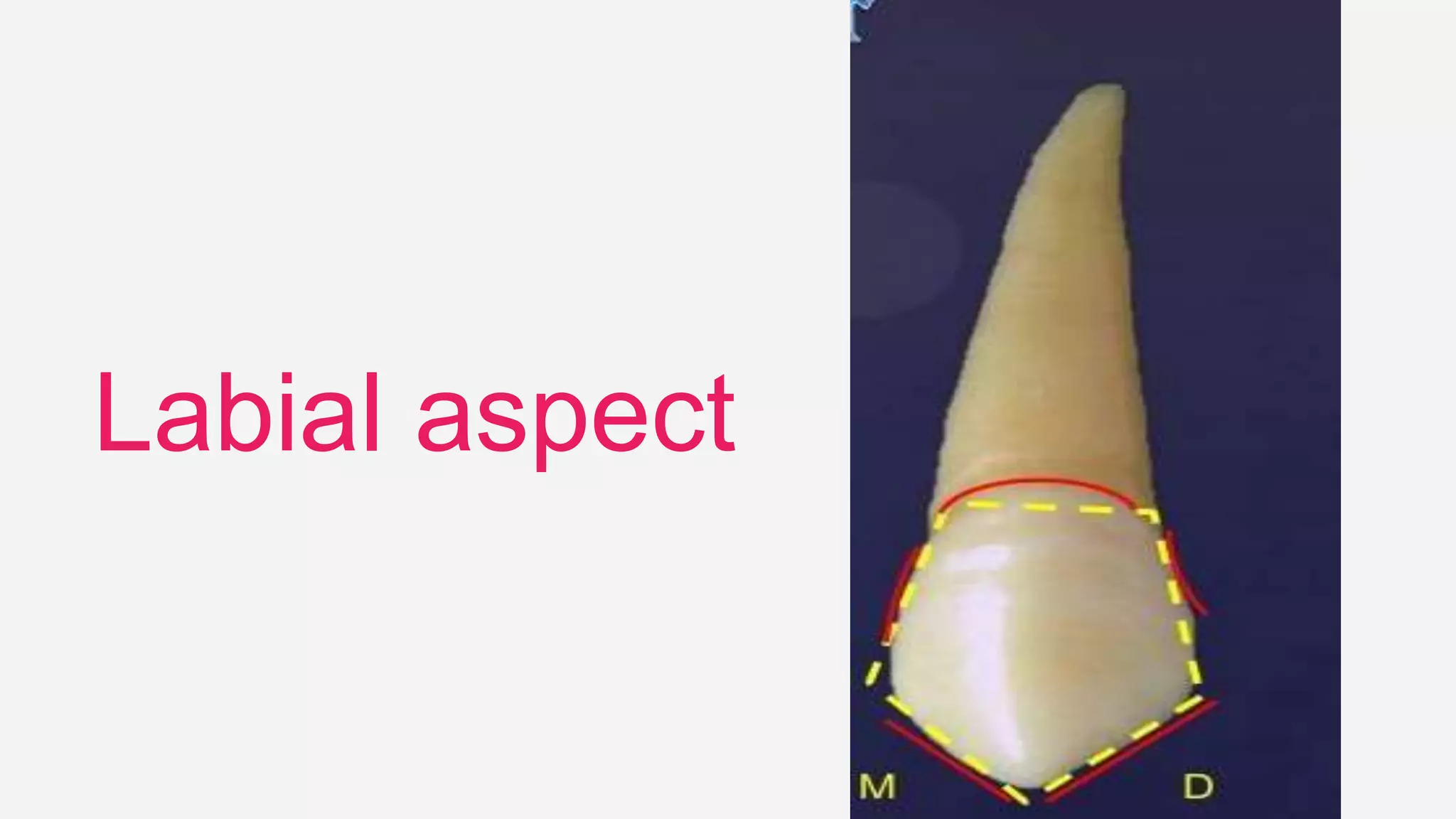 Labial aspect
 