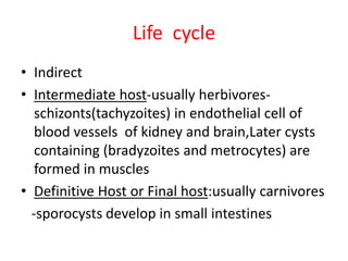 Life cycle
• Indirect
• Intermediate host-usually herbivores-
schizonts(tachyzoites) in endothelial cell of
blood vessels of kidney and brain,Later cysts
containing (bradyzoites and metrocytes) are
formed in muscles
• Definitive Host or Final host:usually carnivores
-sporocysts develop in small intestines
 