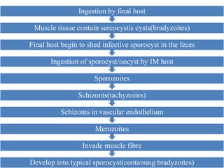 Develop into typical sporocyst(containing bradyzoites)
Invade muscle fibre
Merozoites
Schizonts in vascular endothelium
Schizonts(tachyzoites)
Sporozoites
Ingestion of sporocyst/oocyst by IM host
Final host begin to shed infective sporocyst in the feces
Muscle tissue contain sarcocystis cysts(bradyzoites)
Ingestion by final host
 