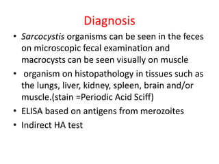 Diagnosis
• Sarcocystis organisms can be seen in the feces
on microscopic fecal examination and
macrocysts can be seen visually on muscle
• organism on histopathology in tissues such as
the lungs, liver, kidney, spleen, brain and/or
muscle.(stain =Periodic Acid Sciff)
• ELISA based on antigens from merozoites
• Indirect HA test
 