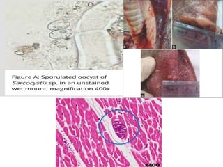 Canine sarcocystis,sarcocystosis