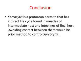 Conclusion
• Sarcocytis is a protozoan parasite that has
indirect life cycle found in muscles of
intermediate host and intestines of final host
,Avoiding contact between them would be
prior method to control Sarcocytis .
 