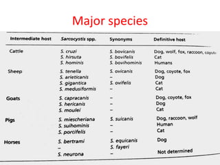Major species
 