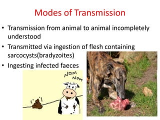 Modes of Transmission
• Transmission from animal to animal incompletely
understood
• Transmitted via ingestion of flesh containing
sarcocysts(bradyzoites)
• Ingesting infected faeces
 
