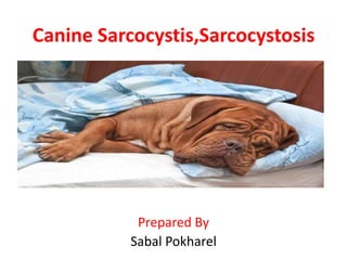 Canine Sarcocystis,Sarcocystosis
Prepared By
Sabal Pokharel
 