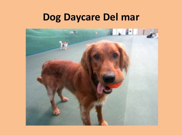 Dog Boarding Delmar De Dog Boarding Delmar De