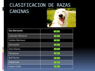 CLASIFICACION DE RAZAS
CANINAS
San Bernardo
Labrador Retriever
Golden Retriever
Samoyedo
Gran Danes
Terranova
BullTerrier
Doberman
Pastor Collie
 