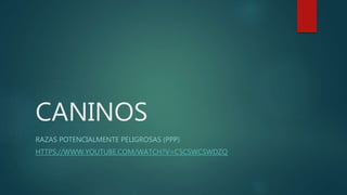 CANINOS
RAZAS POTENCIALMENTE PELIGROSAS (PPP)
HTTPS://WWW.YOUTUBE.COM/WATCH?V=C5CSWCSWDZQ
 