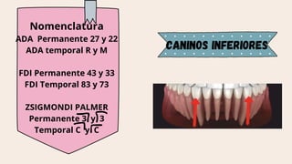 Fdi Temporal Comprehensive Overview of Human Canine Teeth: Anatomy, Function, and ...