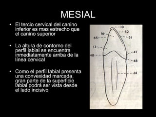 MESIAL El tercio cervical del canino inferior es mas estrecho que el canino superior La altura de contorno del perfil labial se encuentra inmediatamente arriba de la línea cervical Como el perfil labial presenta una convexidad marcada, gran parte de la superficie labial podrá ser vista desde el lado incisivo 