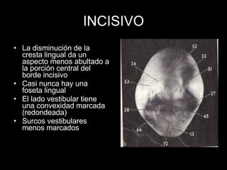 INCISIVO La disminución de la cresta lingual da un aspecto menos abultado a la porción central del borde incisivo Casi nunca hay una foseta lingual El lado vestibular tiene una convexidad marcada (redondeada) Surcos vestibulares menos marcados 