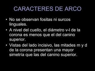 CARACTERES DE ARCO No se observan fositas ni surcos linguales. A nivel del cuello, el diámetro v-l de la corona es menos que el del canino superior. Vistas del lado incisivo, las mitades m y d de la corona presentan una mayor simetría que las del canino superior. 