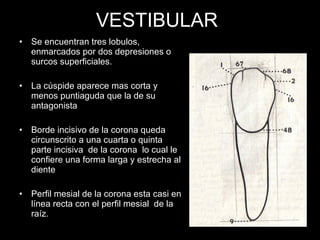VESTIBULAR Se encuentran tres lobulos, enmarcados por dos depresiones o surcos superficiales. La cúspide aparece mas corta y menos puntiaguda que la de su antagonista Borde incisivo de la corona queda circunscrito a una cuarta o quinta parte incisiva  de la corona  lo cual le confiere una forma larga y estrecha al diente Perfil mesial de la corona esta casi en línea recta con el perfil mesial  de la raíz. 