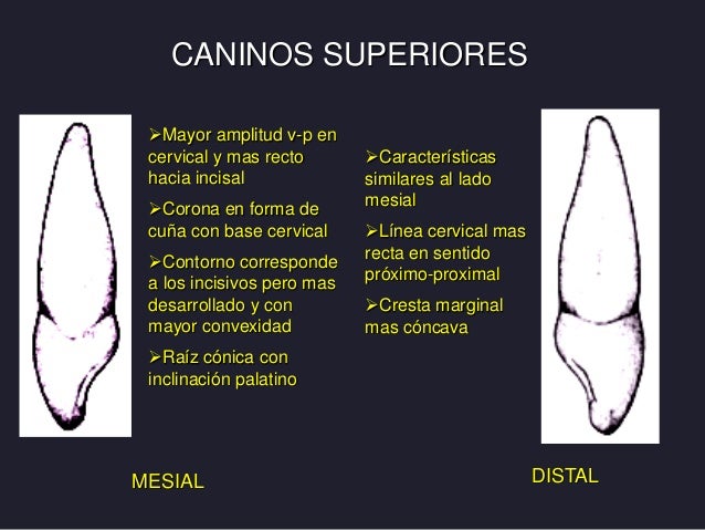 Caninos Permanentes