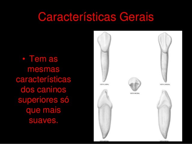 Caninos Superiores e Inferiores