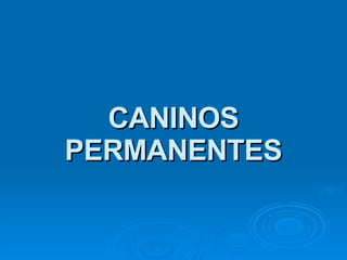 CANINOS PERMANENTES 