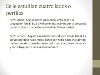 Se le estudian cuatro lados o
perfiles
• Perfil incisal. Angulo lineal labioincisal visto desde la
proyección labial. Está dividido en dos tramos por la presencia
de la cúspide o mamelón terminal del lóbulo central.
• Perfil cervical. Angulo lineal labiocervical visto desde labial. Es
curvo con radio hacia incisal curvo con radio hacia incisal y de
menor tamaño que el borde incisal. Limita la corona de la raíz
y constituye parte del cuello anatómico
 