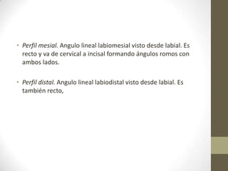• Perfil mesial. Angulo lineal labiomesial visto desde labial. Es
recto y va de cervical a incisal formando ángulos romos con
ambos lados.
• Perfil distal. Angulo lineal labiodistal visto desde labial. Es
también recto,
 