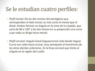Se le estudian cuatro perfiles:
• Perfil incisal. De los dos tramos del pentágono que
corresponden al lado incisal, es más corto el mesial que el
distal. Ambos forman un ángulo en la cima de la cúspide, que
varía de 90 a 120° y los dos tienen en su proyección una curva
cuyo radio se dirige hacia mesial
• Perfil cervical. Angulo lineal linguocervical visto desde lingual.
Curvo con radio hacia incisal, muy semejante al homónimo de
los otros dientes anteriores. Es la línea cervical que limita al
cíngulo en la región del cuello.
 
