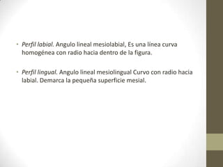 • Perfil labial. Angulo lineal mesiolabial, Es una línea curva
homogénea con radio hacia dentro de la figura.
• Perfil lingual. Angulo lineal mesiolingual Curvo con radio hacia
labial. Demarca la pequeña superficie mesial.
 